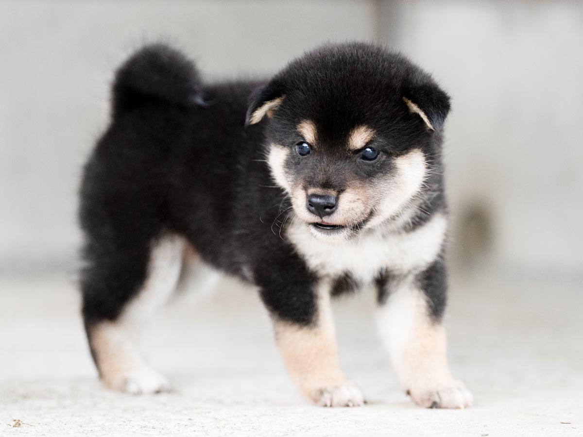 いし犬 黒柴メス子犬】ID4490の詳細情報と購入ガイド｜価格・血統・保証