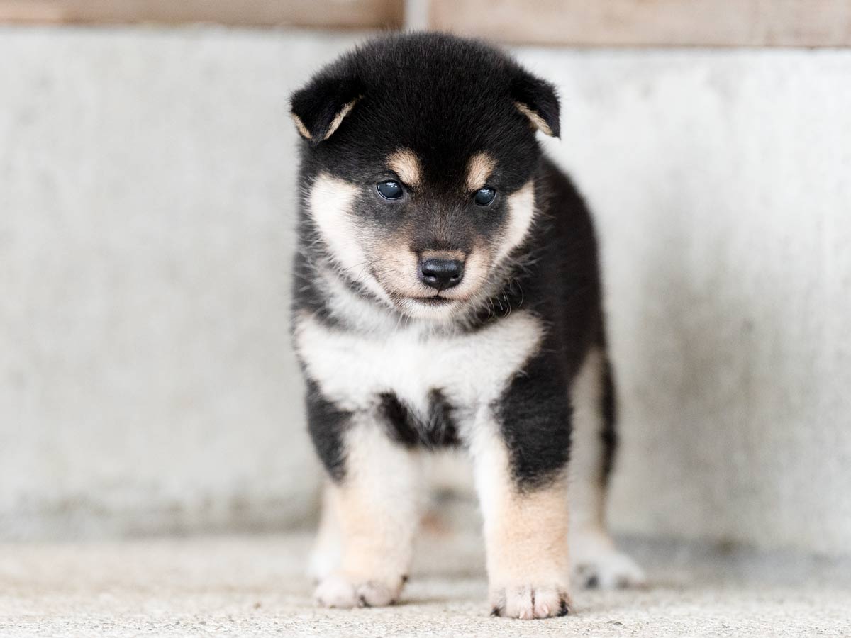 黒柴メス子犬】ID4490の詳細情報と購入ガイド｜価格・血統・保証内容