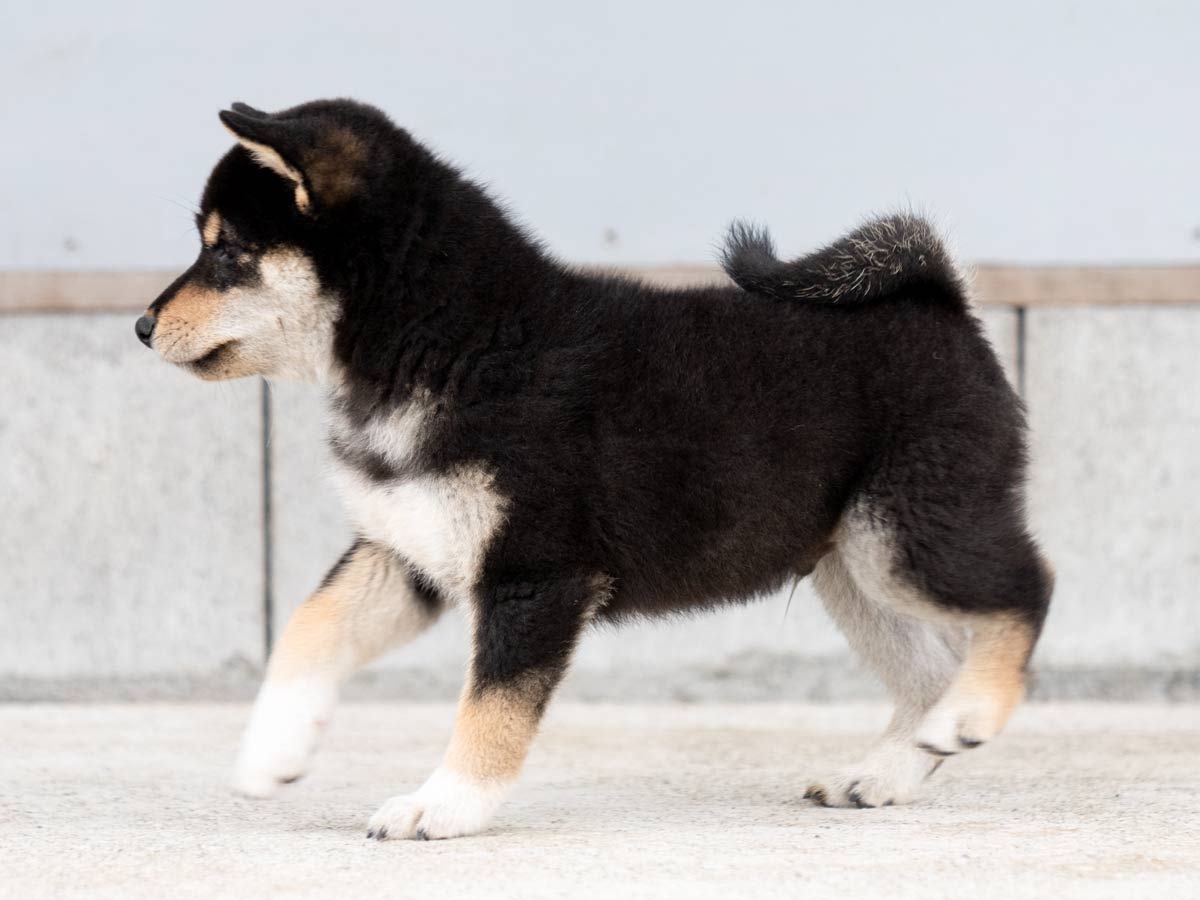 たぬきち商店様ブラック0 黒柴オス子犬】ID4488の詳細情報と購入ガイド｜価格・血統・保証