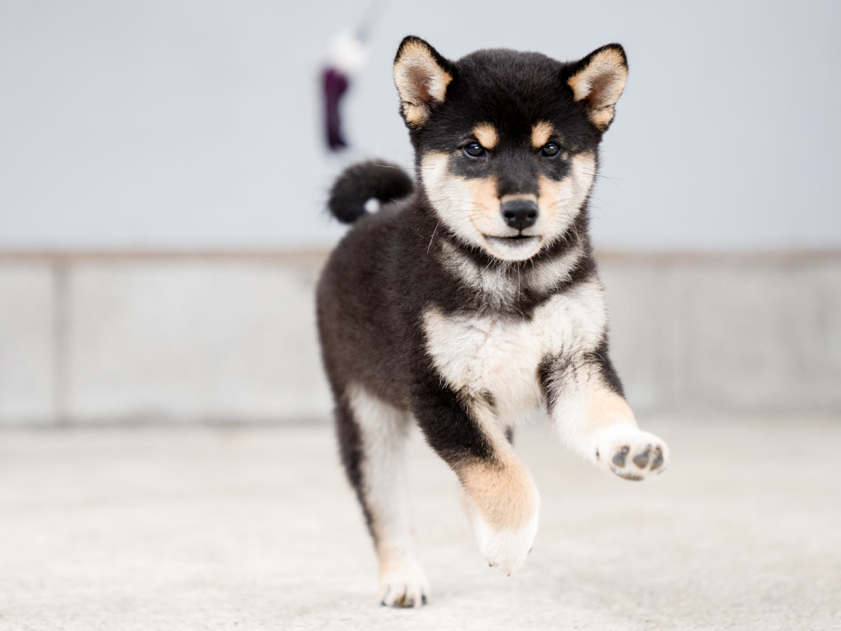 黒柴オス子犬】ID4488の詳細情報と購入ガイド｜価格・血統・保証