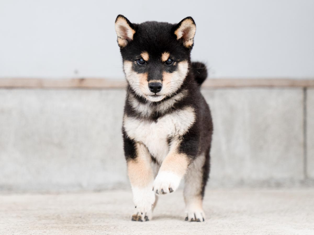 黒柴オス子犬】ID4488の詳細情報と購入ガイド｜価格・血統・保証