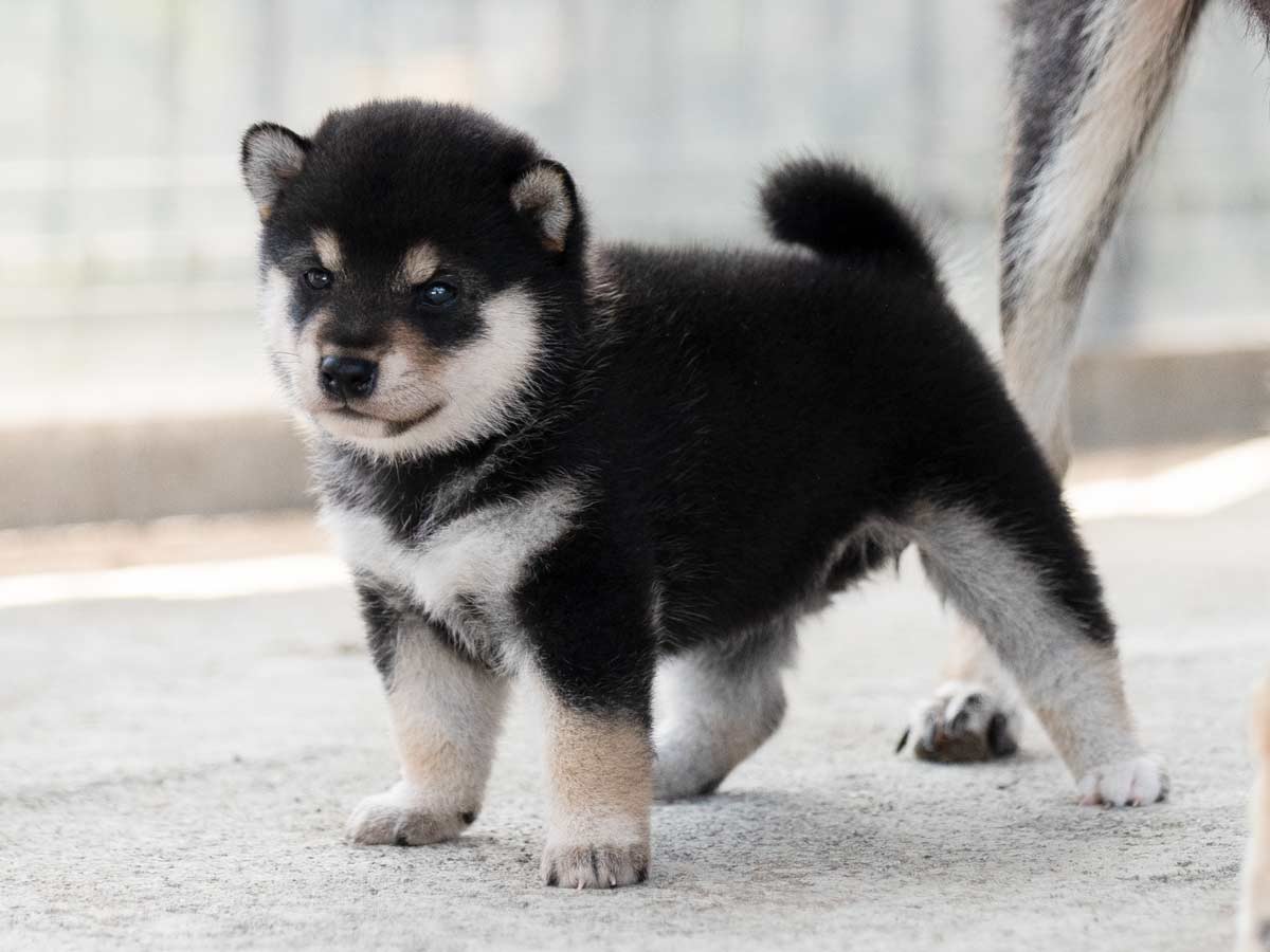 犬子ページ 楽天市場】ペットケージ L犬 ゲージ サークル 折りたたみ式 網