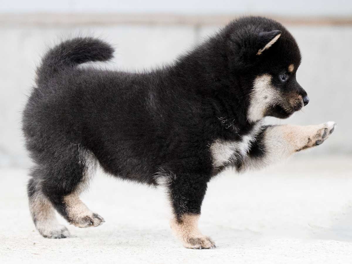 黒柴子犬販売 | ID4491 | 完全保証付き | 三重・東京対応 | 柴犬専門