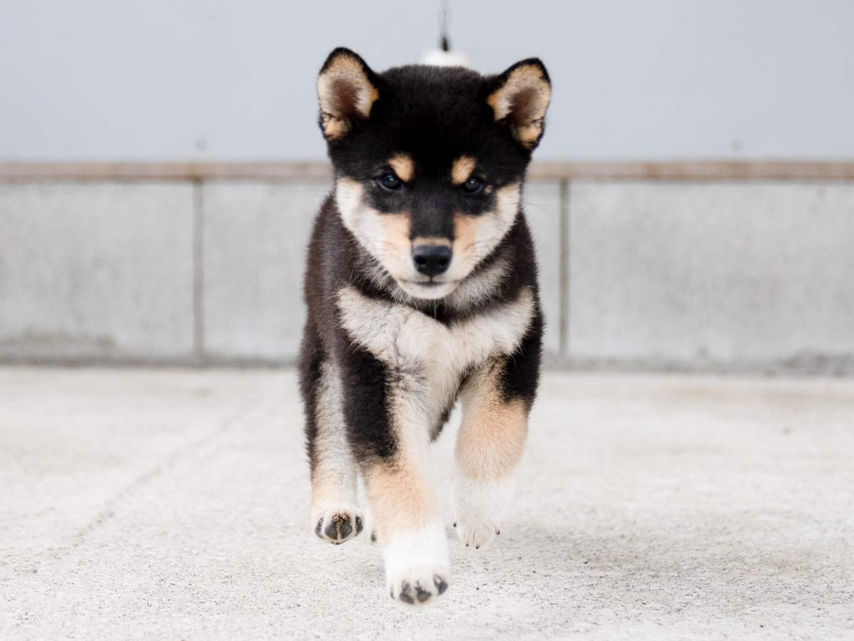 黒柴オス子犬】ID4488の詳細情報と購入ガイド｜価格・血統・保証