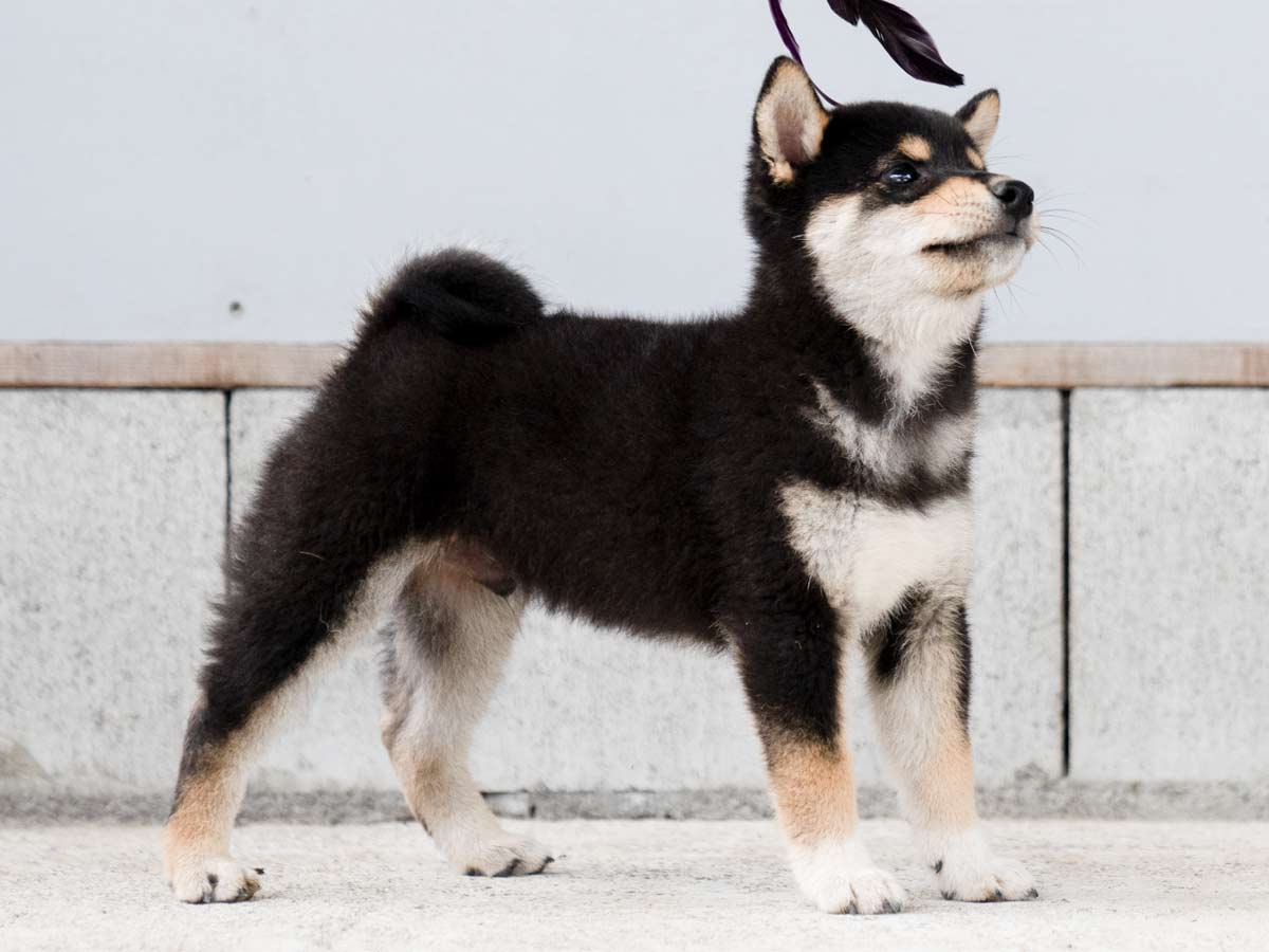 黒柴 様 フォロー割 専用出品 黒柴オス子犬】ID4488の詳細情報と購入ガイド｜価格・血統・保証