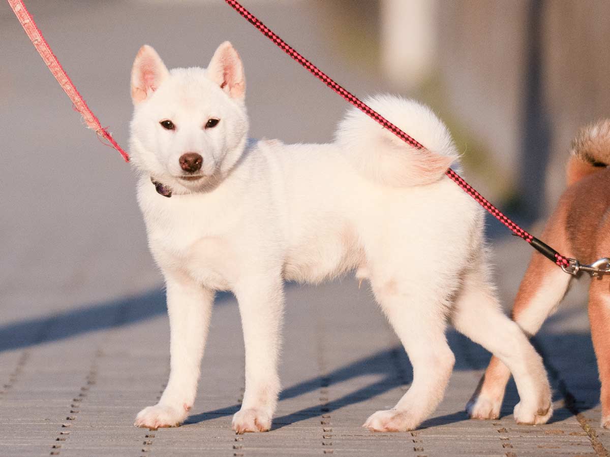 ID10024 鳥羽の黒潮号 | 【柴犬.net】柴犬専門ブリーダー・犬舎