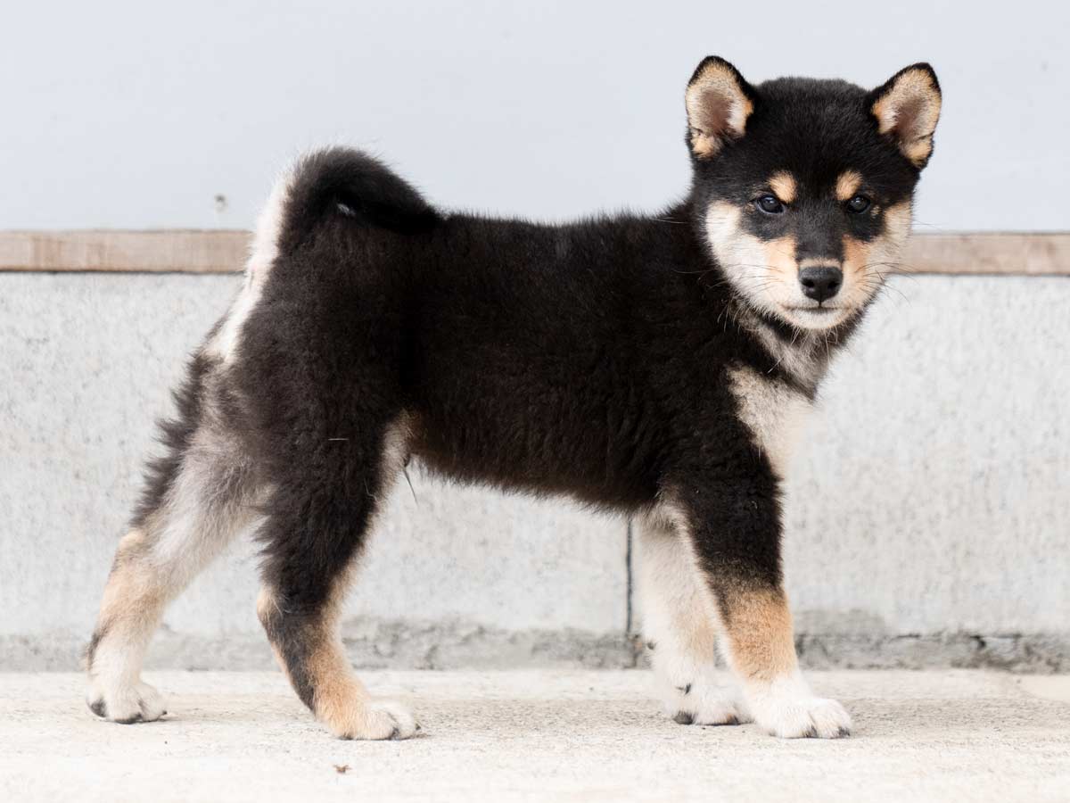 黒柴オス子犬】ID4488の詳細情報と購入ガイド｜価格・血統・保証