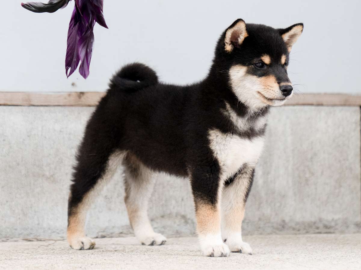 黒柴オス子犬】ID4488の詳細情報と購入ガイド｜価格・血統・保証