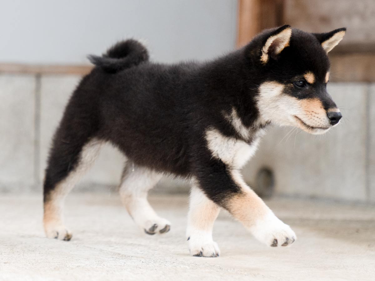 黒柴オス子犬】ID4488の詳細情報と購入ガイド｜価格・血統・保証