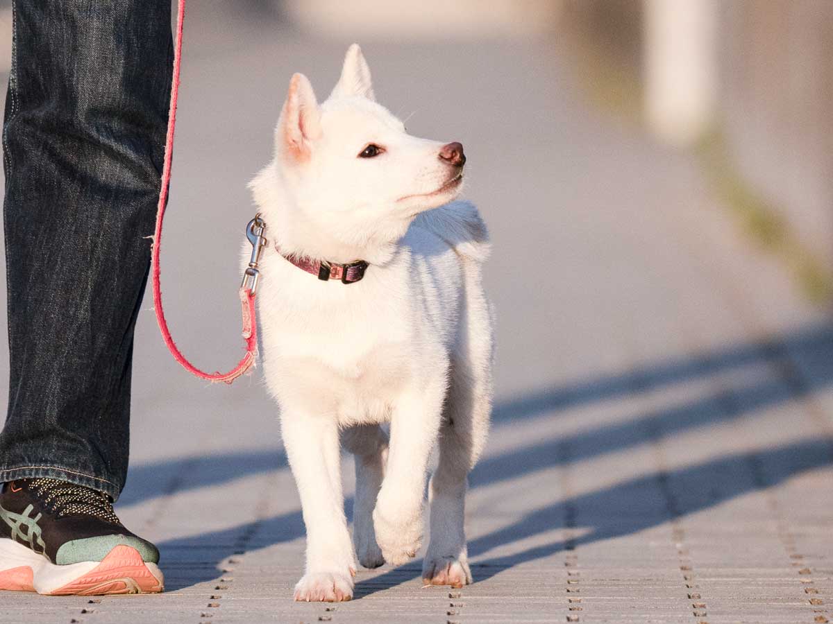 白柴オス子犬】ID4479の詳細情報と購入ガイド｜価格・血統・飼育