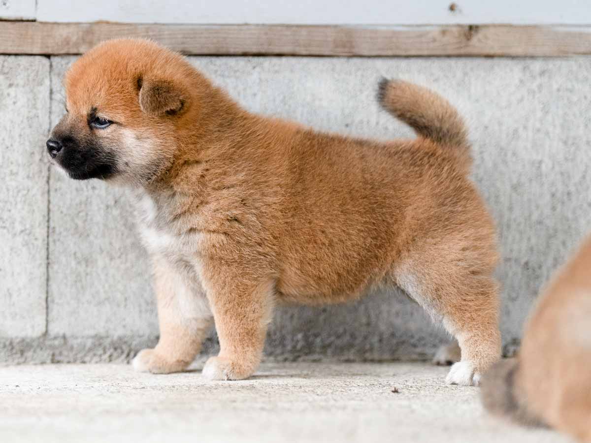 赤柴子犬販売 | ID4495 | 完全保証付き | 三重・東京対応 | 柴犬