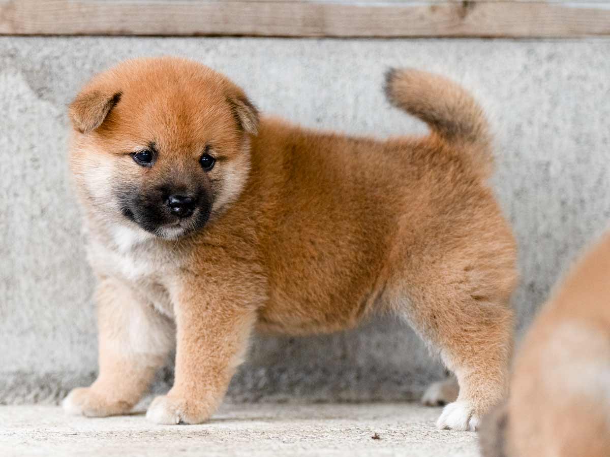 赤柴子犬販売 | ID4495 | 完全保証付き | 三重・東京対応 | 柴犬