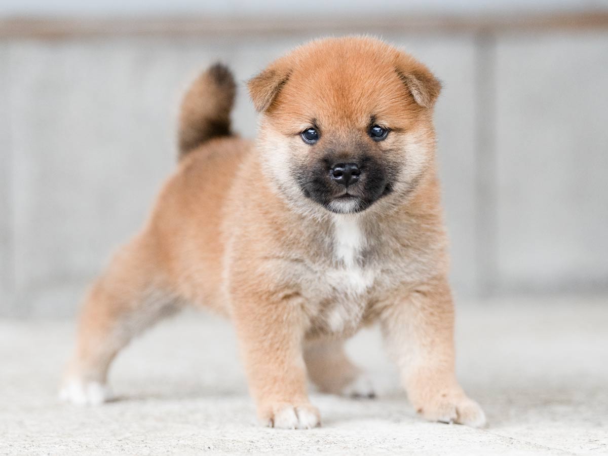 赤柴子犬販売 | ID4495 | 完全保証付き | 三重・東京対応 | 柴犬