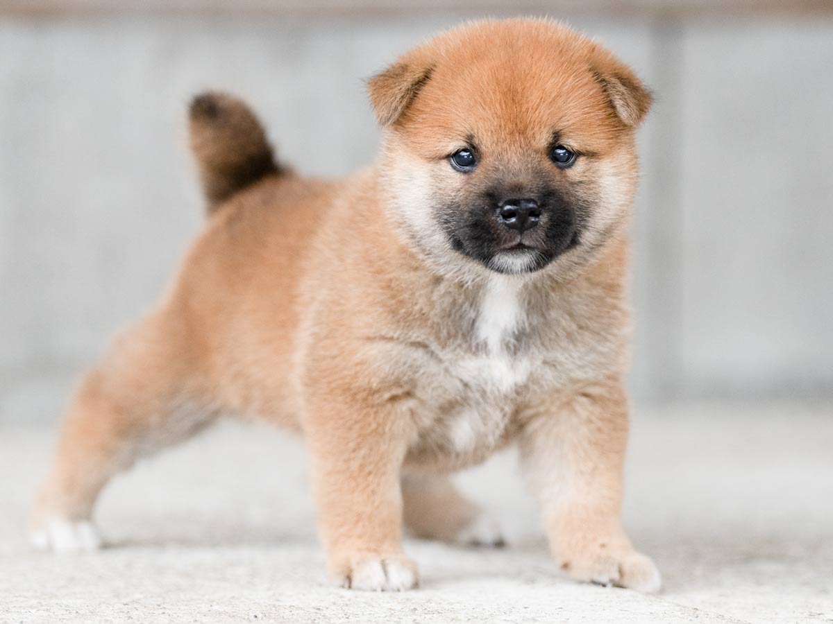 赤柴子犬販売 | ID4495 | 完全保証付き | 三重・東京対応 | 柴犬
