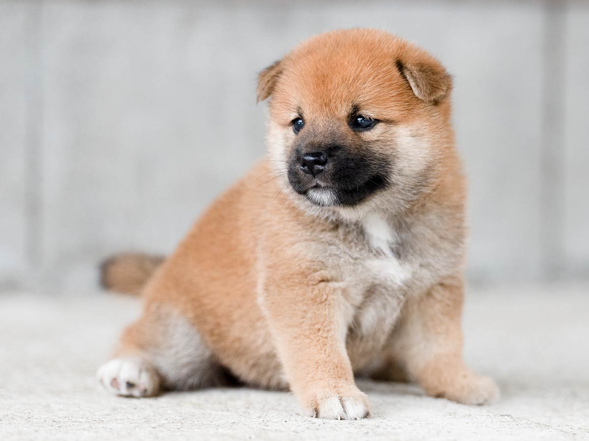 赤柴 赤柴子犬販売 | ID4495 | 完全保証付き | 三重・東京対応 | 柴犬