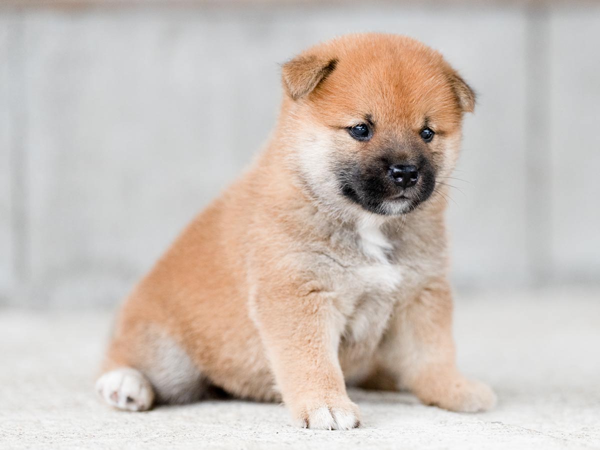 赤柴犬様×4 赤柴子犬販売 | ID4495 | 完全保証付き | 三重・東京対応 | 柴犬