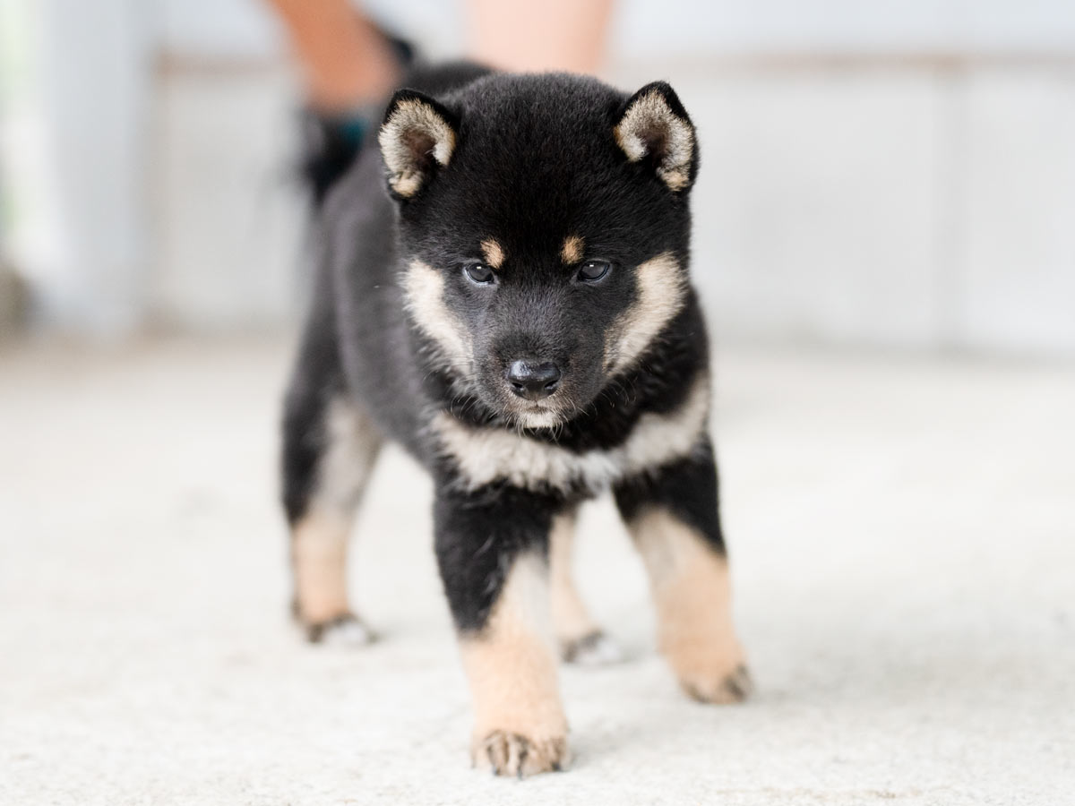 日本犬 S6a54e251fe7344cf96b49dea45b97