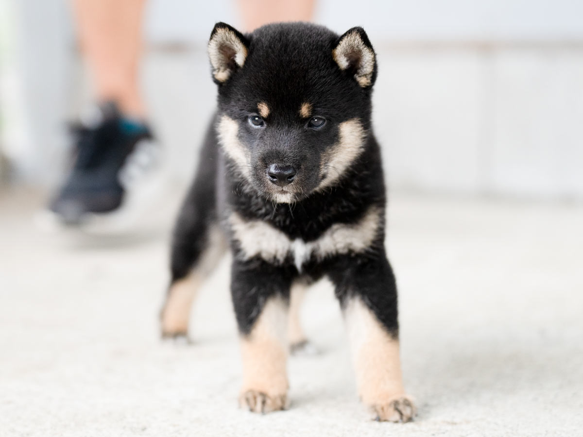 黒柴子犬販売 | ID4482 | 完全保証付き | 三重・東京対応 | 柴犬