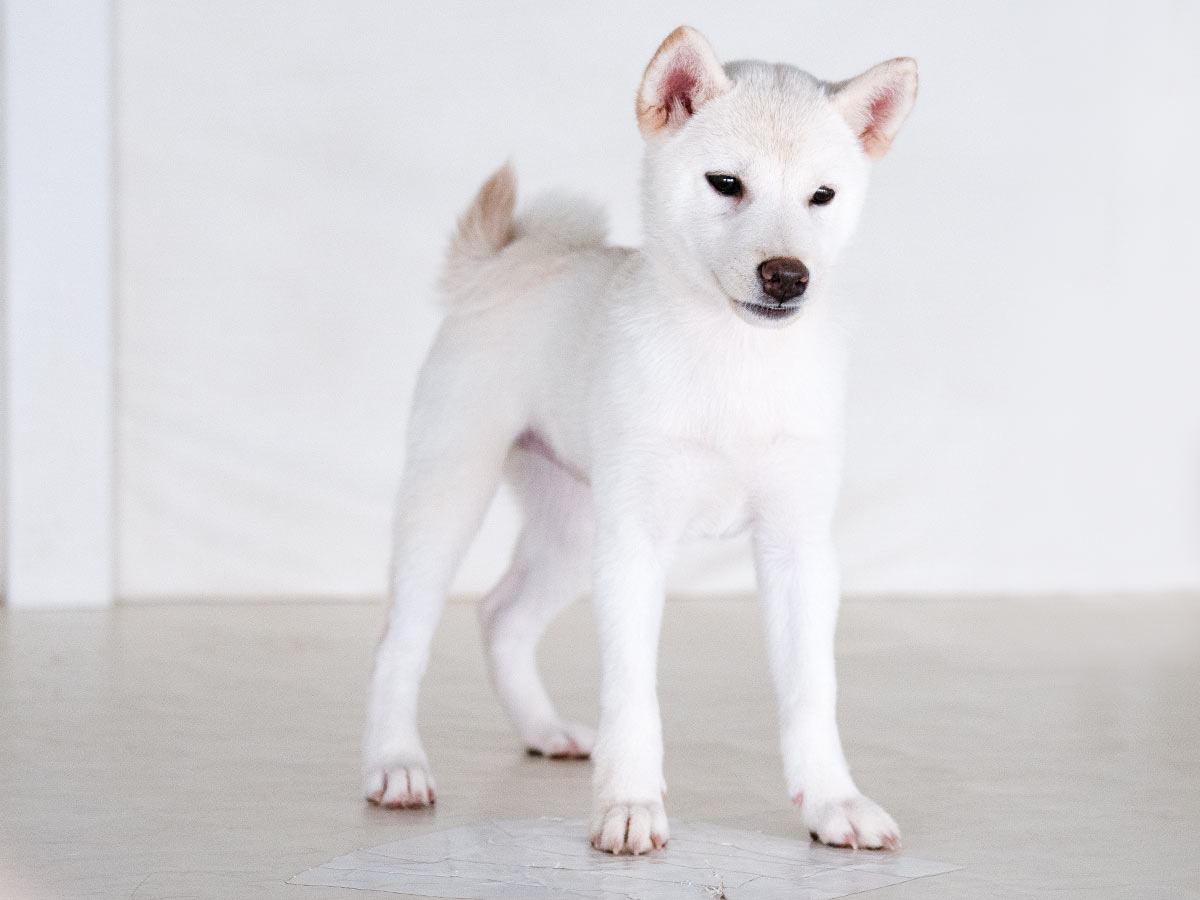 柴犬さんムキムキセット(白柴) | Maiworld Design