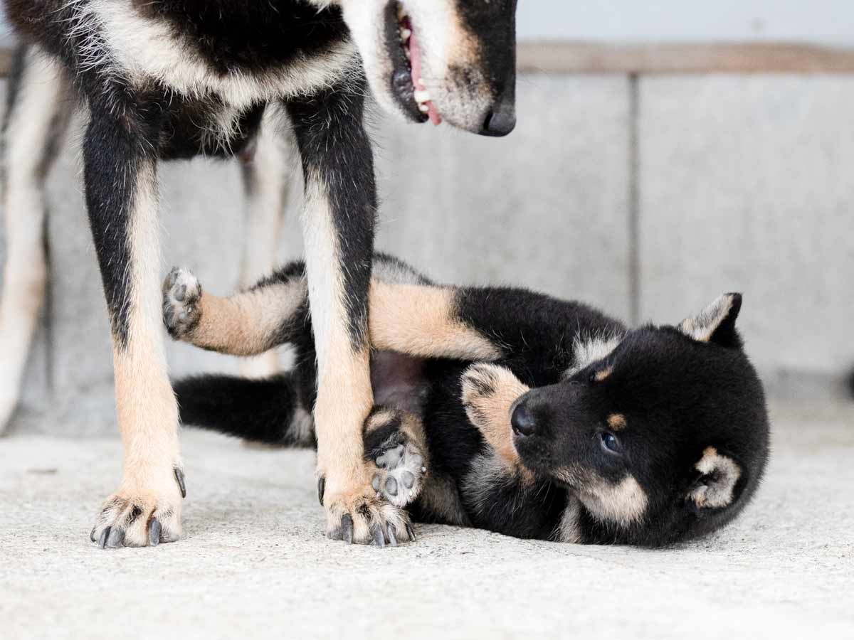 柴犬 柴犬もちさん🐾 on X: 