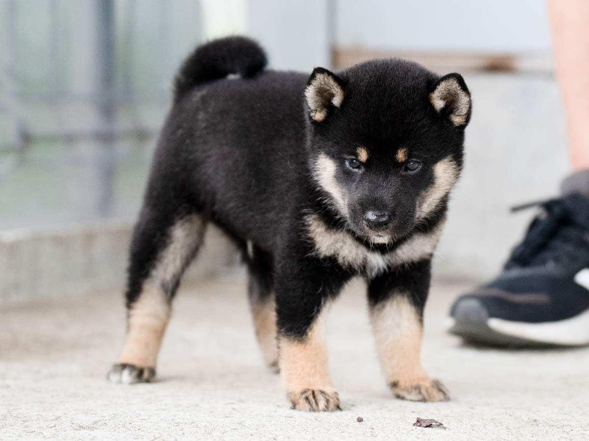 黒柴kazu 飼い主様決定の子犬 ID3956黒オス | 【柴犬.net】柴犬専門