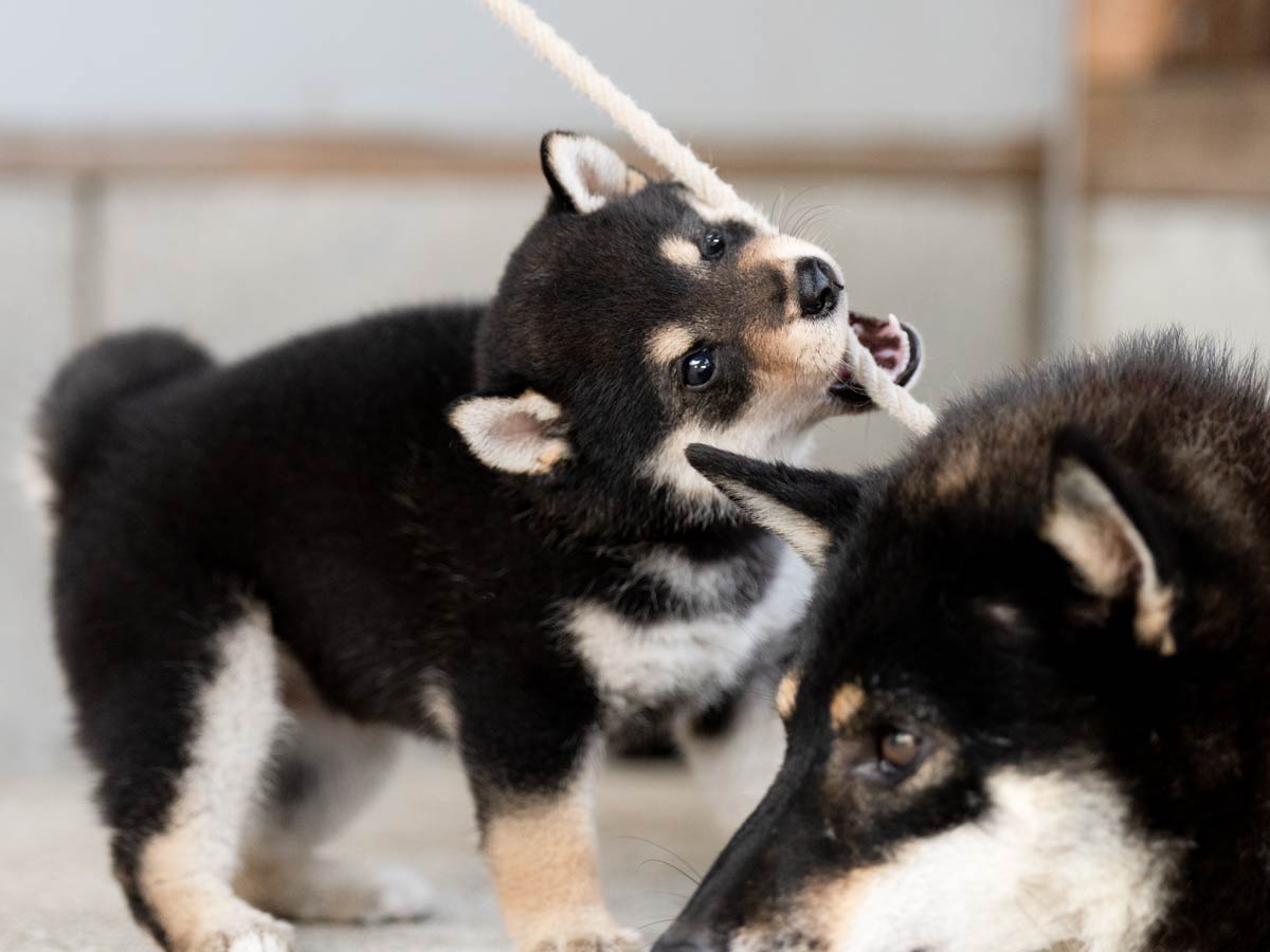 黒柴犬】メス子犬の価格・詳細情報｜東京都での見学・引渡し方法