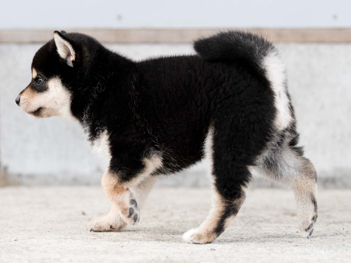 黒柴犬】メス子犬の価格・詳細情報｜東京都での見学・引渡し方法