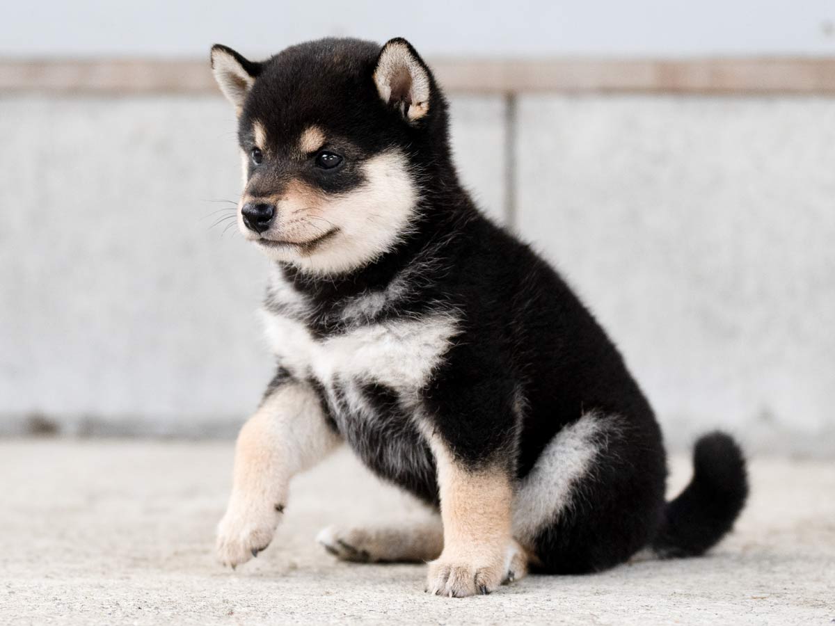 黒柴犬】メス子犬の価格・詳細情報｜東京都での見学・引渡し方法