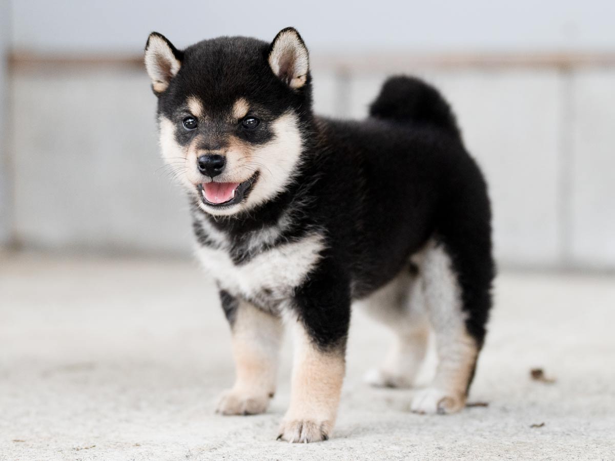 超激レア、UZU立派なジョニー柴犬メス 超激レア、UZU立派なジョニー柴犬メス 超激レア、UZU立派なジョニー