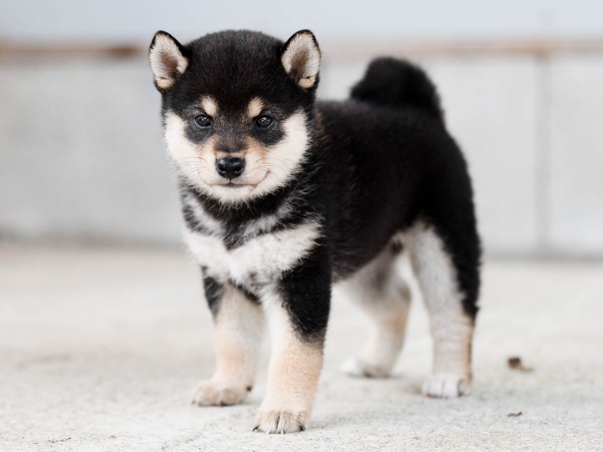 黒柴犬】メス子犬の価格・詳細情報｜東京都での見学・引渡し方法