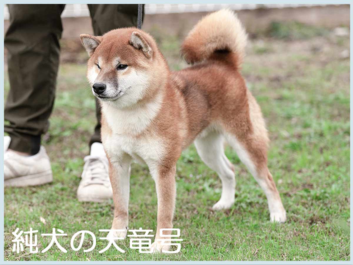 純犬の天竜号 純犬の天竜号