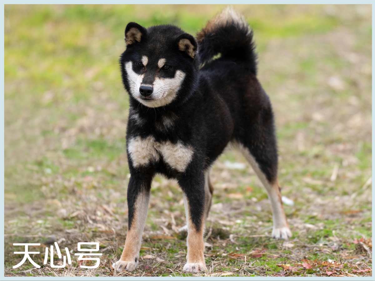 天心号 天心号