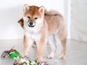柴犬種雄「豊後勝鷹号」｜赤柴オス｜名血統を受け継ぐ期待の若手｜子犬