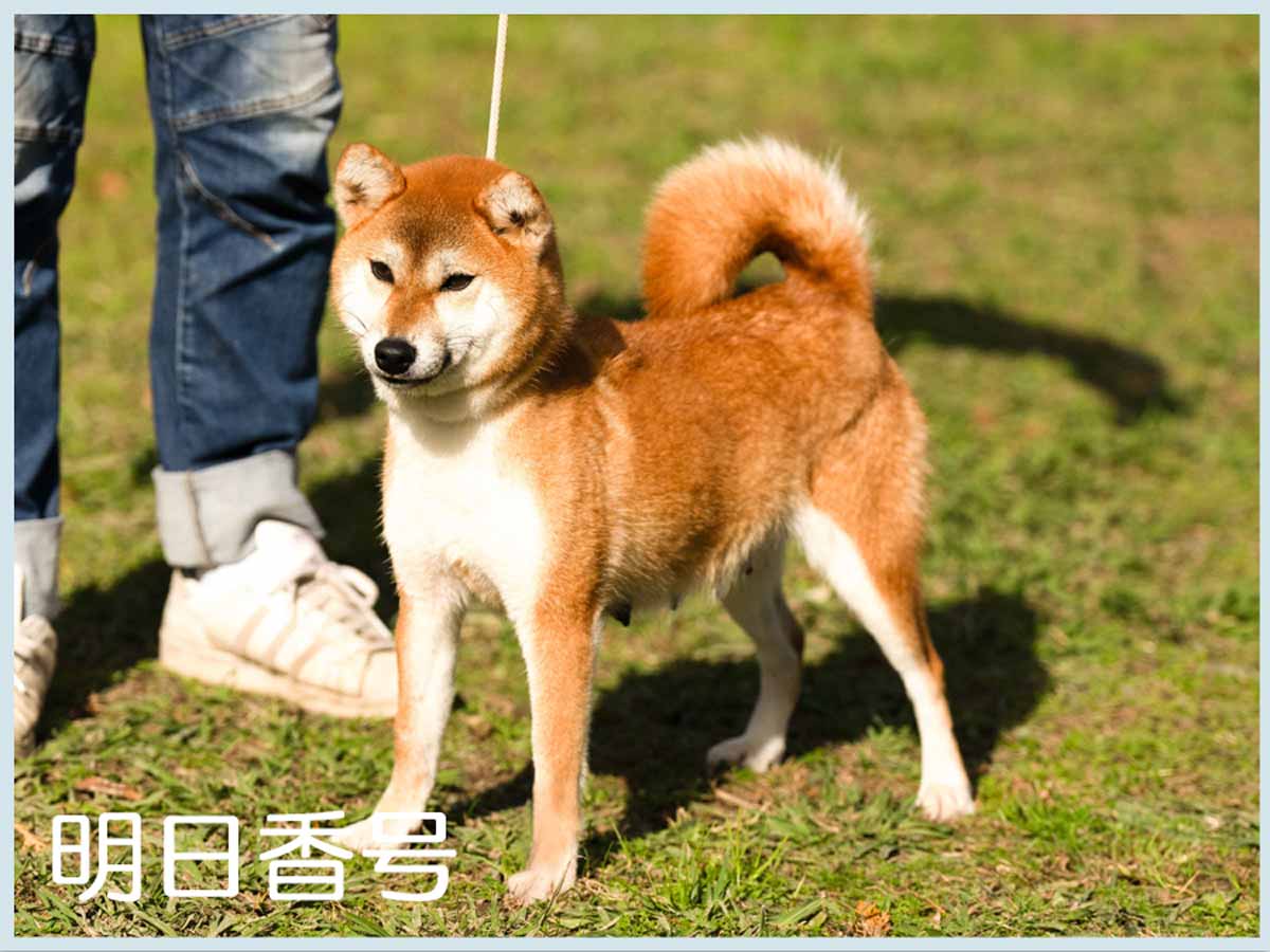明日香号 明日香号