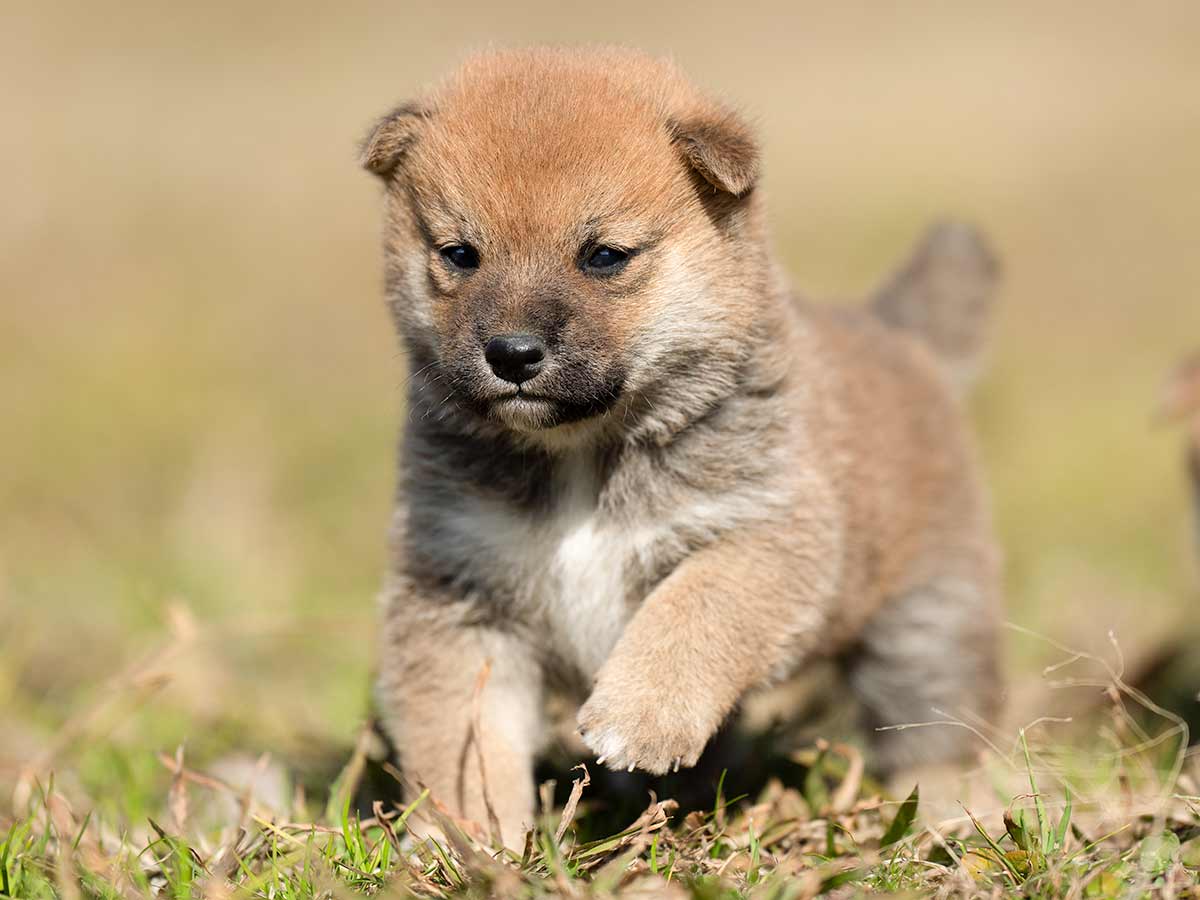 柴犬【静岡県・男の子・2024年12月21日・赤】綺麗な顔立ちの赤柴オス子犬です。｜みんなのブリーダー（子犬ID：2502-00074）