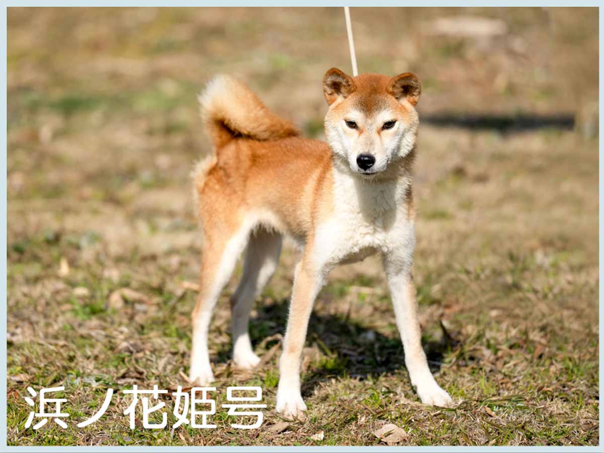 浜ノ花姫号 浜ノ花姫号