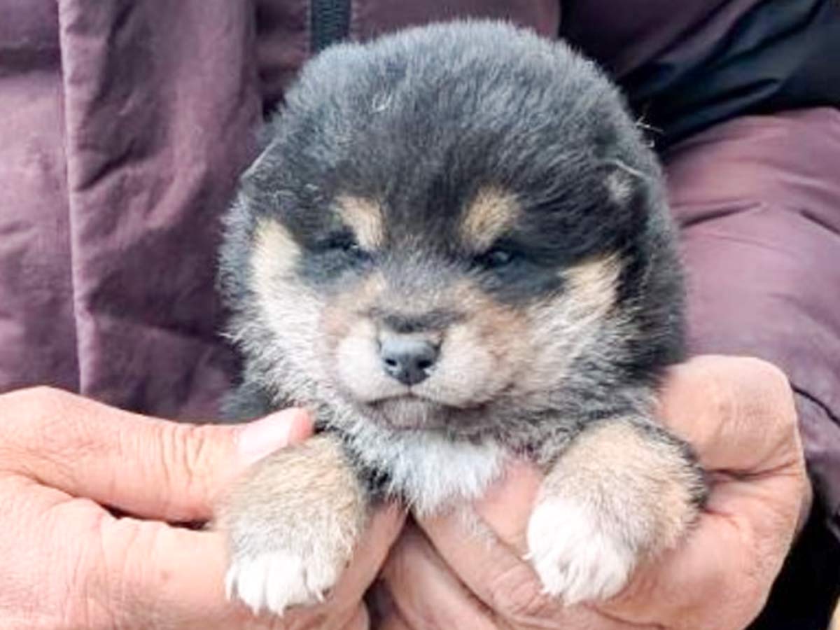 黒柴オス子犬】ID4528の詳細情報と購入ガイド｜価格・血統・飼育
