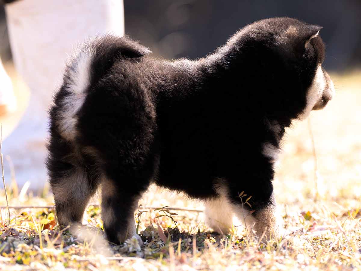 【正規品直輸入】 黒柴オス子犬】ID4528の詳細情報と購入ガイド｜価格・血統・飼育 その他