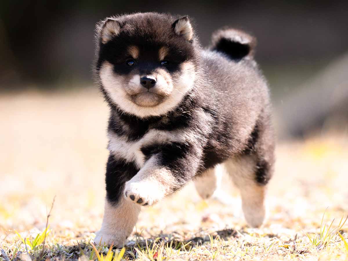 黒柴オス子犬】ID4528の詳細情報と購入ガイド｜価格・血統・飼育