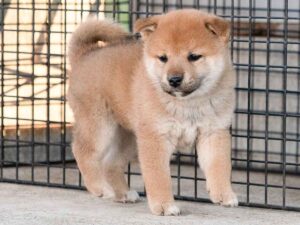 柴犬種雄「豊後勝鷹号」｜赤柴オス｜名血統を受け継ぐ期待の若手｜子犬