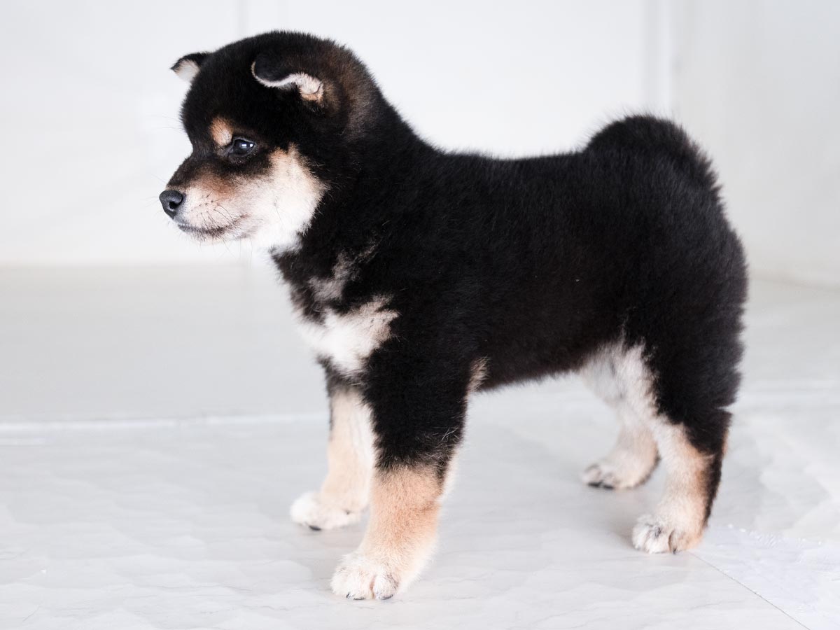 黒柴オス子犬】ID4528の詳細情報と購入ガイド|価格・血統・飼育 黒柴オス子犬】ID4528の詳細情報と購入ガイド|価格・血統・飼育