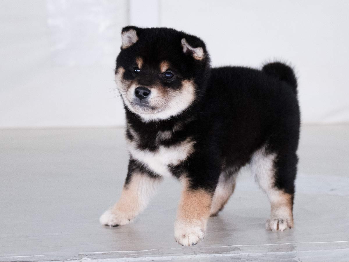 黒柴オス子犬】ID4528の詳細情報と購入ガイド｜価格・血統・飼育