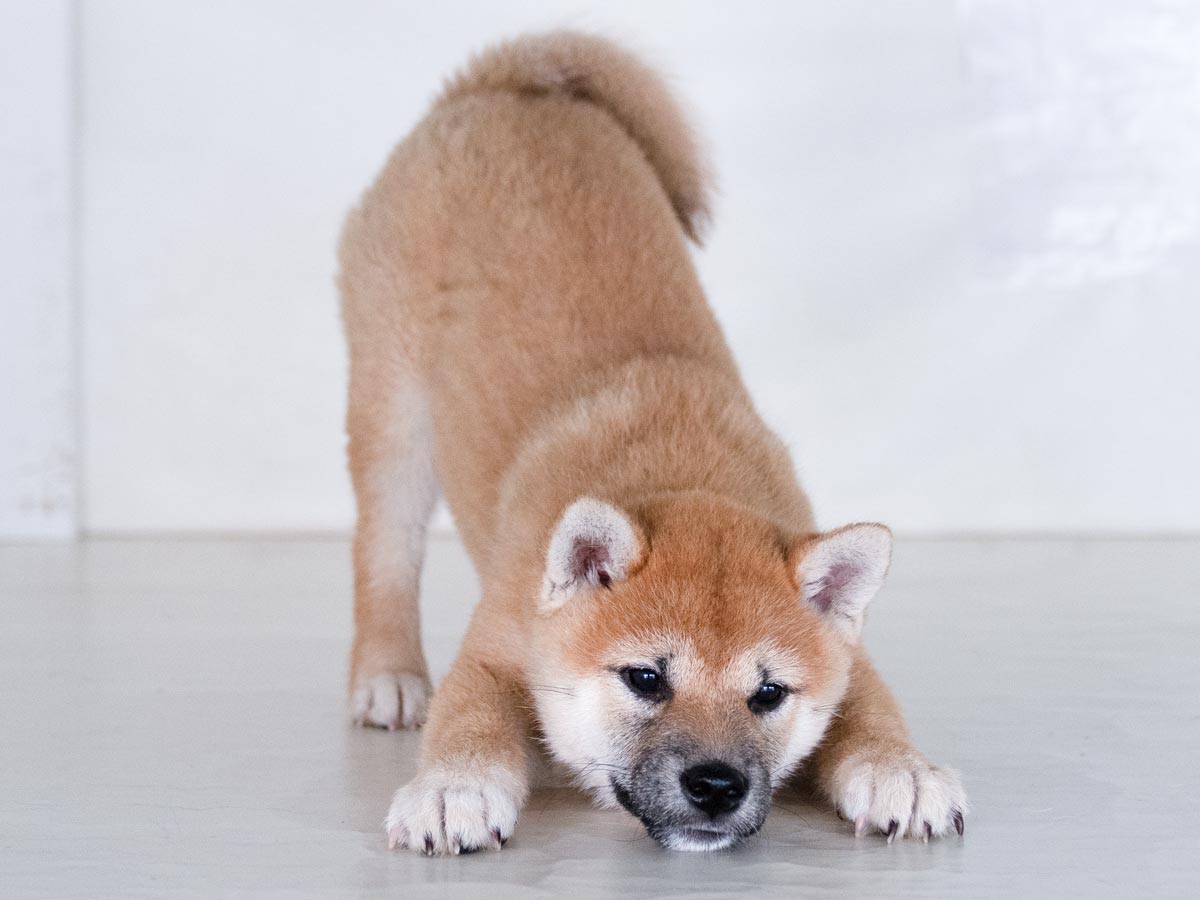 赤柴メス子犬】ID4541の価格・血統・保証内容｜安心の購入ガイド【三重