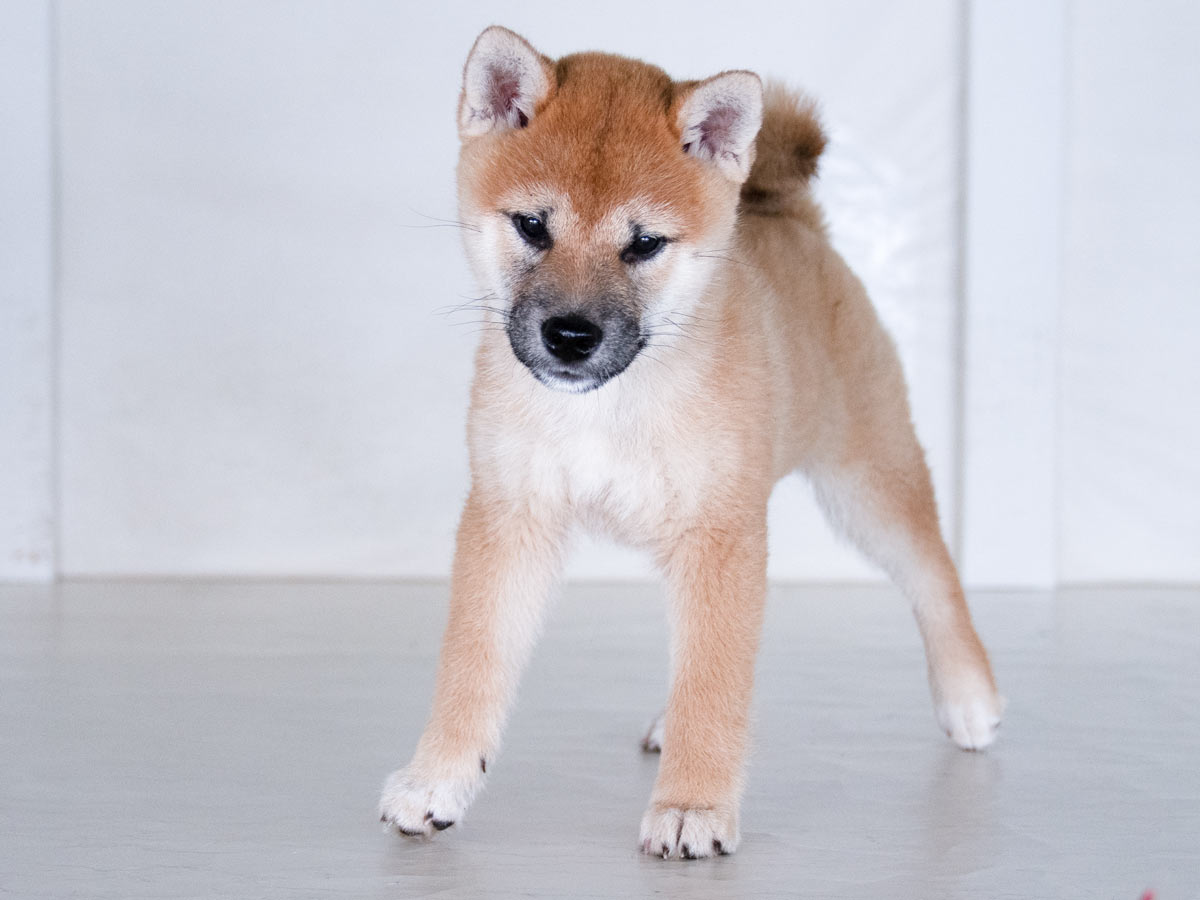 赤柴犬様×4 赤柴メス子犬】ID4541の価格・血統・保証内容｜安心の購入ガイド【三重