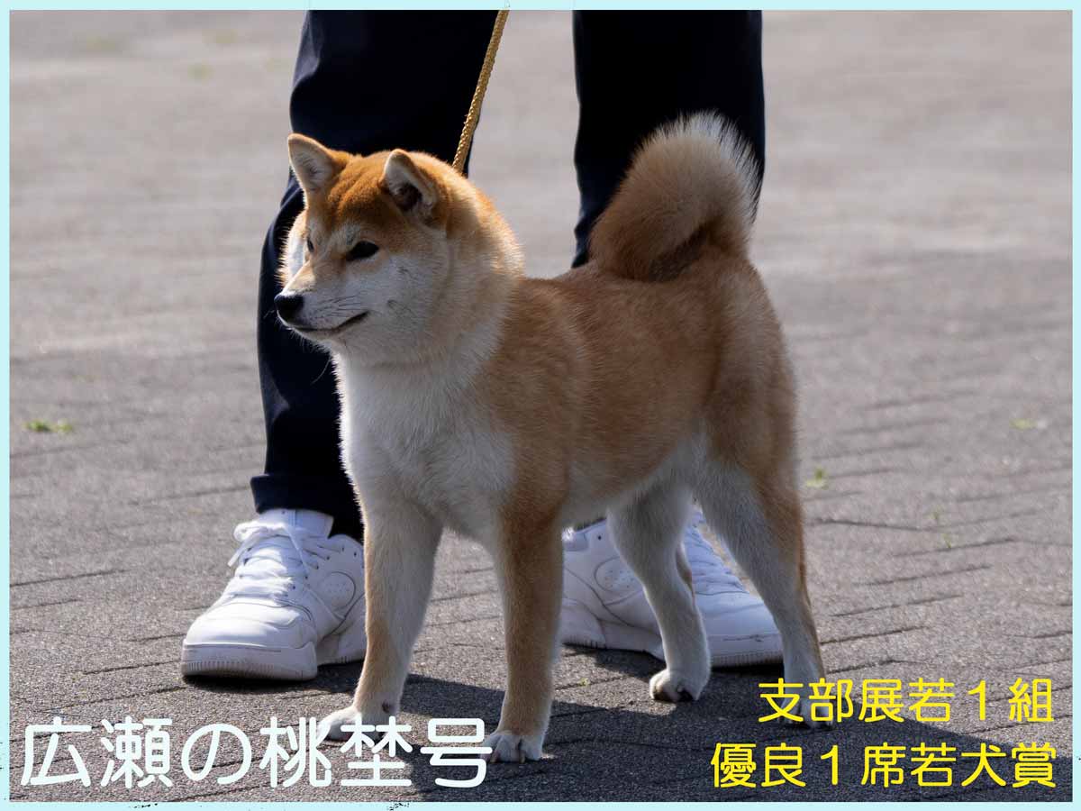 広瀬の桃埜号