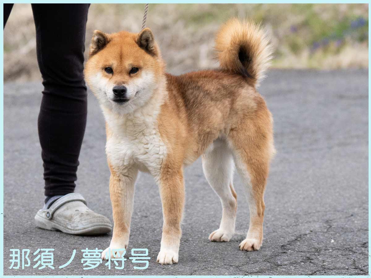 那須ノ夢将号