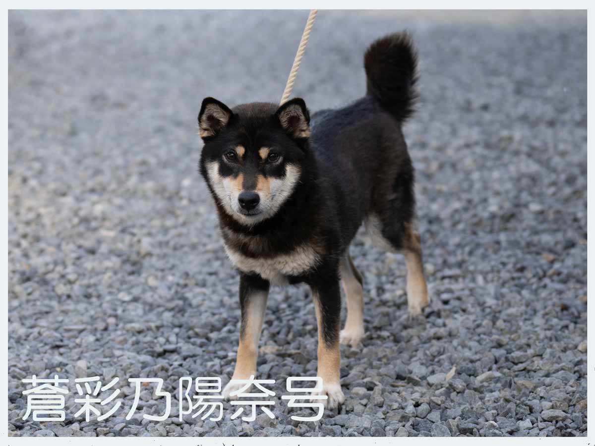 蒼彩乃陽奈号