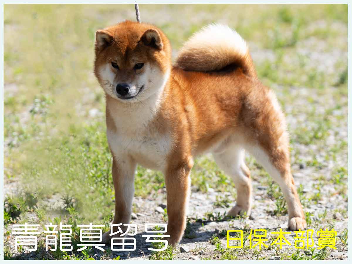 青龍真留号