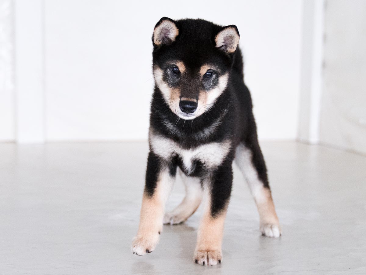 特別価格！【原画（額縁無し）】『バシルマ』（犬　柴犬） 特別価格！【原画（額縁無し）】『バシルマ』（犬 柴犬