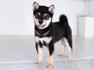 柴犬.net】柴犬専門ブリーダー・犬舎の子犬販売